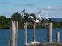 fish-coop-taree 022
